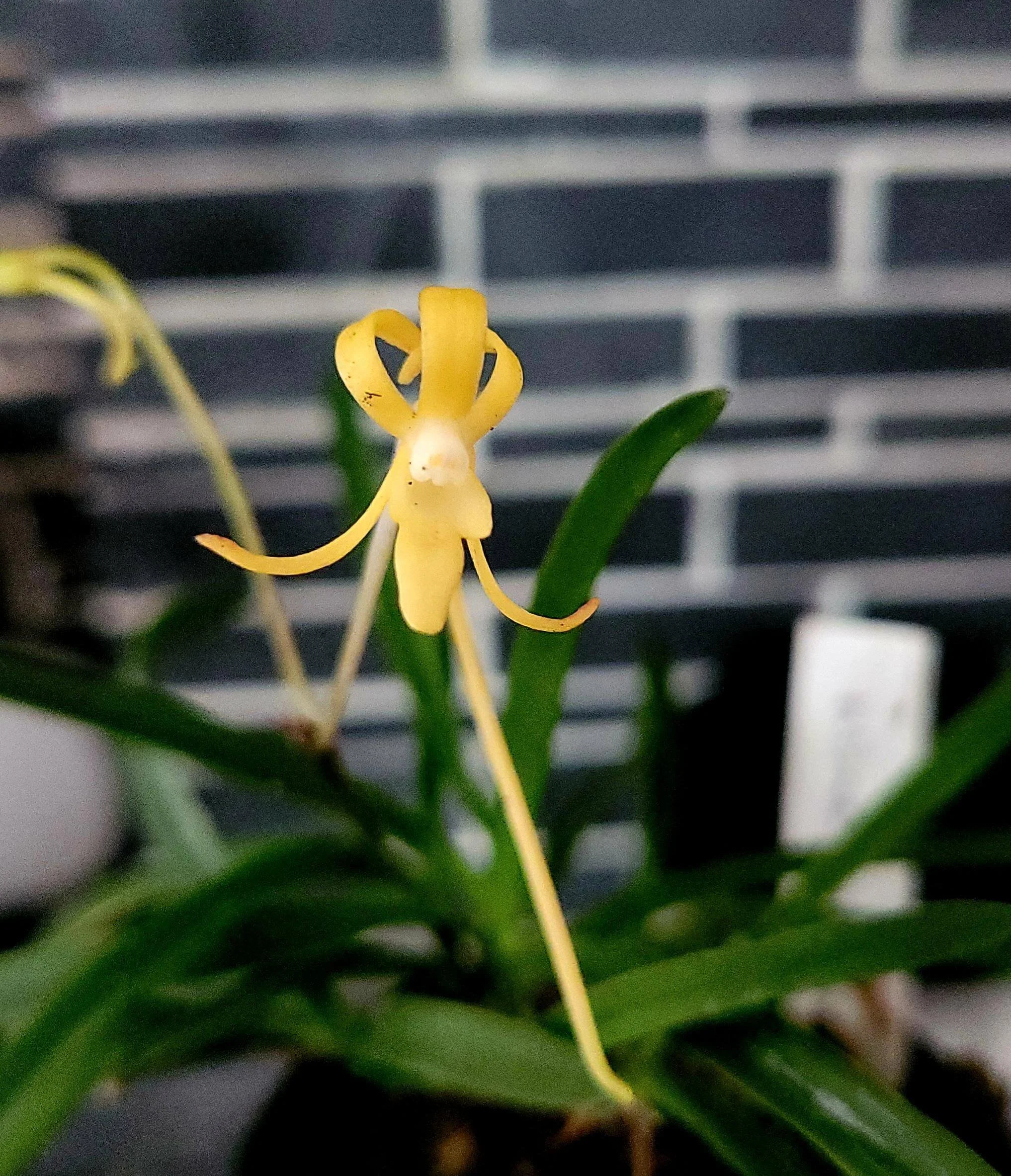 Floraページ Japanese Orchids — Catalogue — Flora Peculia